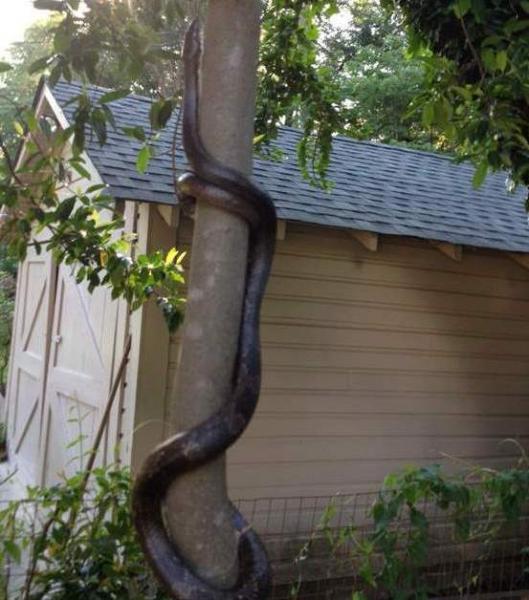 post-37120-0-58453300-1337818355_thumb.j