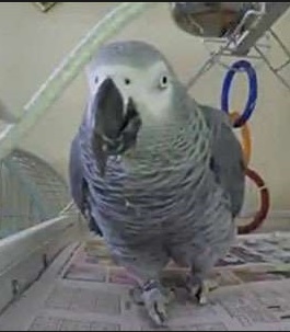 parrot.jpg