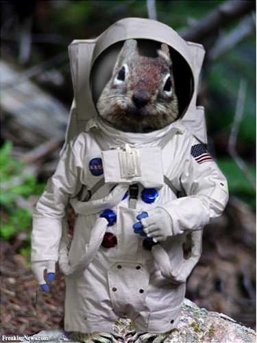 Squirrel--27982.jpg