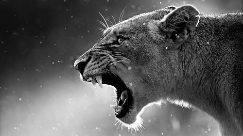 4K-High-Resolution-Wallpapers.jpg