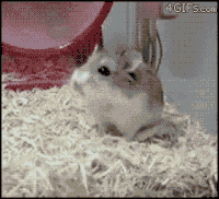 613928131_200w(1).thumb.gif.adf29f844660a02b8c7c9bbbb70e3814.gif