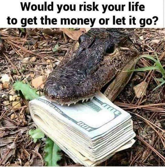 Riskyourlife.jpg.0598661a2fbbc1e399503c175cd3ffc8.jpg