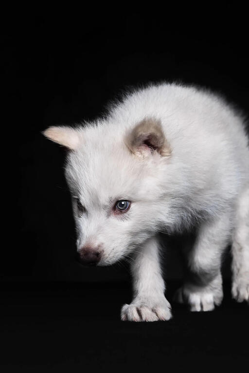 dire-wolf-two-month-colossal-biosciences.thumb.jpg.a39bcde1ad0c184be3986a4d23d3f1c6.jpg