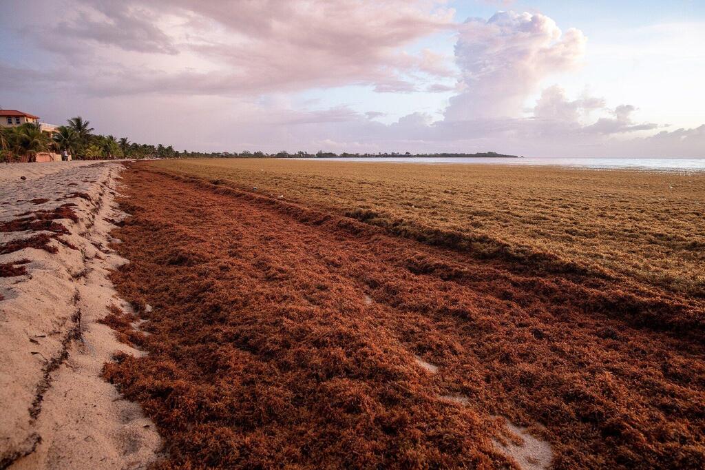 Sargassum_seaweed.thumb.jpg.3ace09637ea9798cfacc0acc76d399b7.jpg