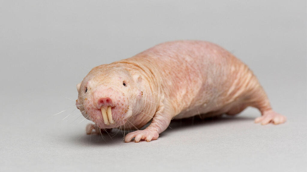 rat_16x9.thumb.jpg.9556c18500faa811dd2afe0f437f92c0.jpg