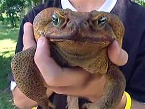 Toadzilla Size Toadzilla discovered: 40cm monster the size of a small dog - Science ...