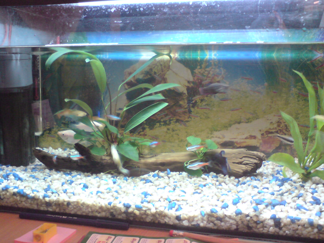 Advice on fish tanks! - General Discussion - Neowin