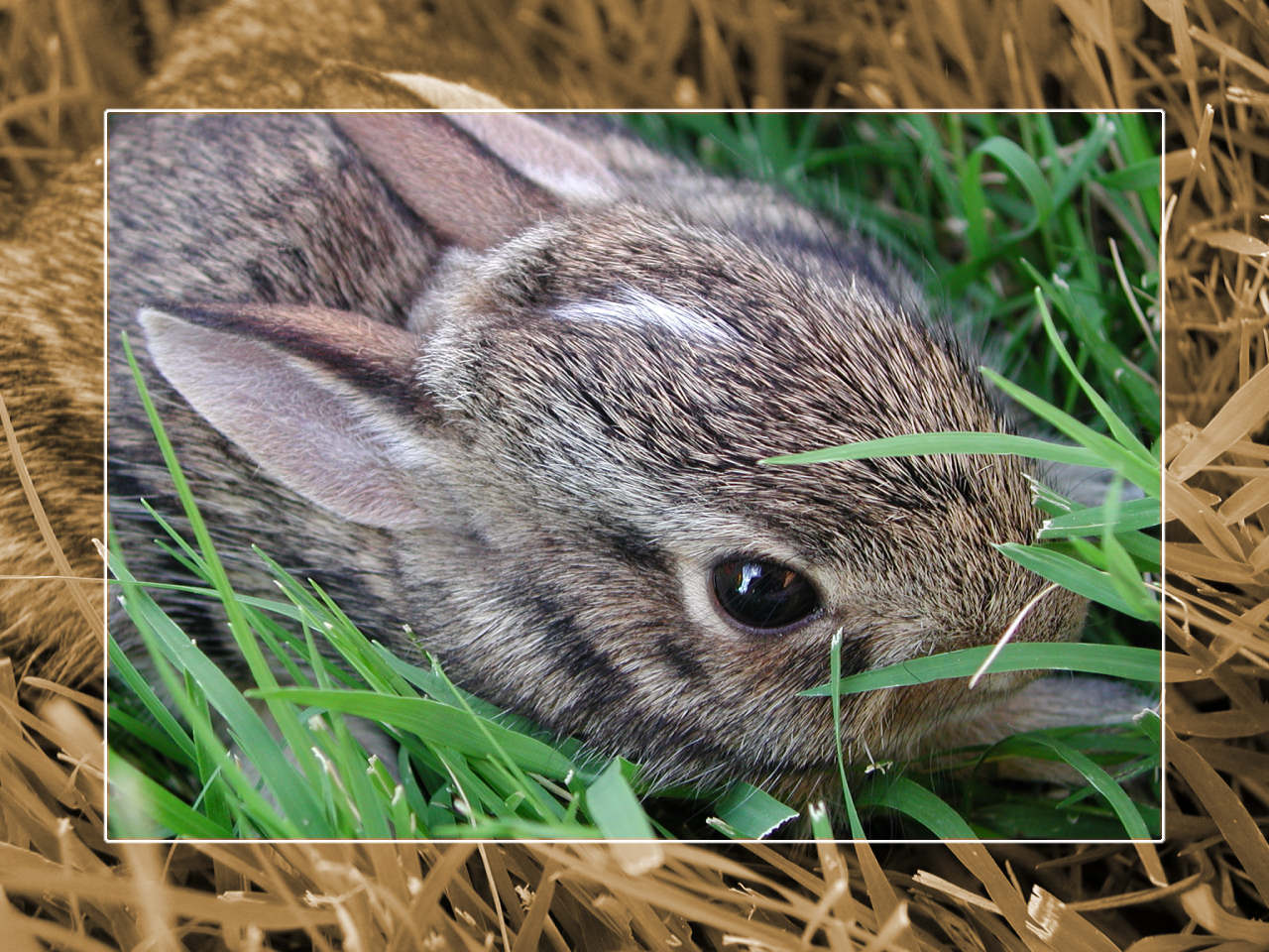 [Wallpaper] Bunny - Tips, Tweaks & Customization - Neowin