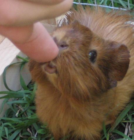 post-72178-1187602832_thumb.jpg