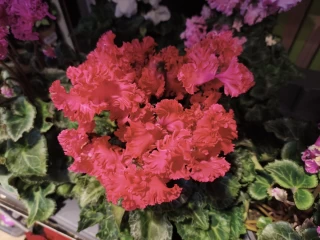 1764694411_img_20251121_115907_1.webp