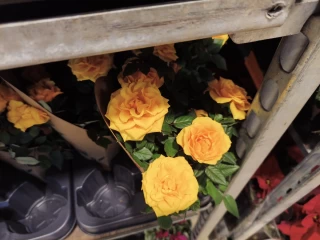 1764694417_img_20251121_115924_1.webp