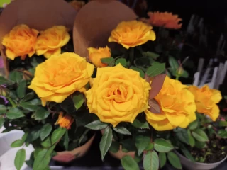 1764694420_img_20251121_115931_1.webp