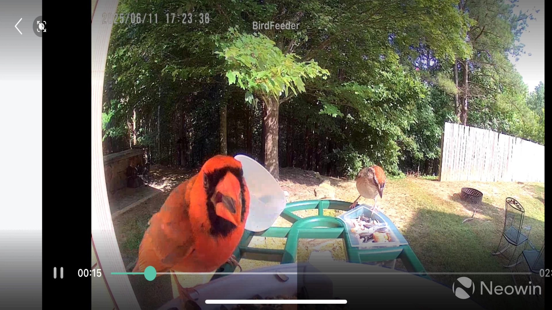 Picture of a cardinal taken with the Harymor bird feeder
