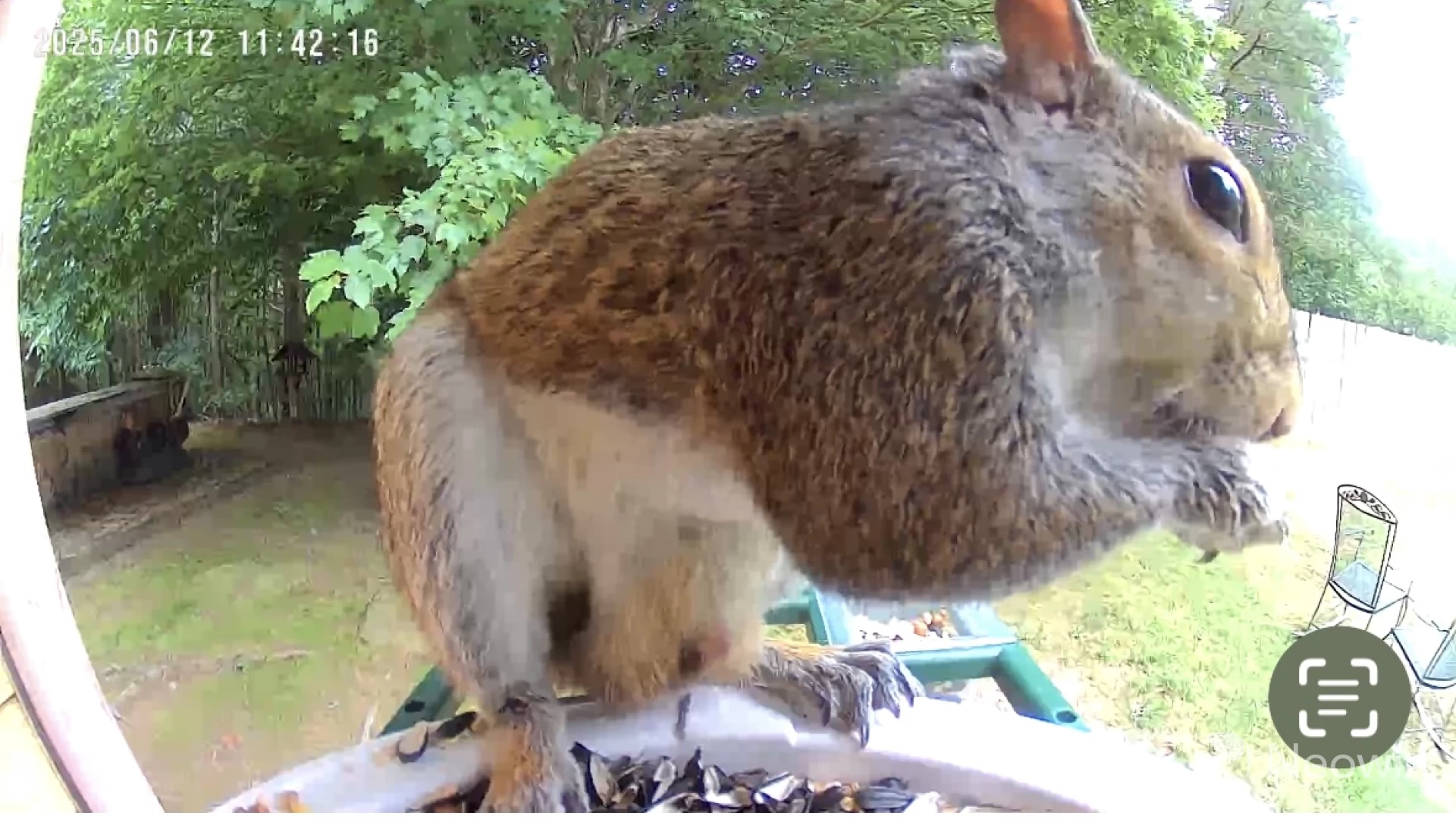 Photo of a squirrel taken with the Harymore Bird feeder