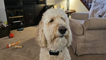 Photo of Goldendoodle wearing Tractive collar