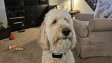 Photo of Goldendoodle wearing Tractive collar