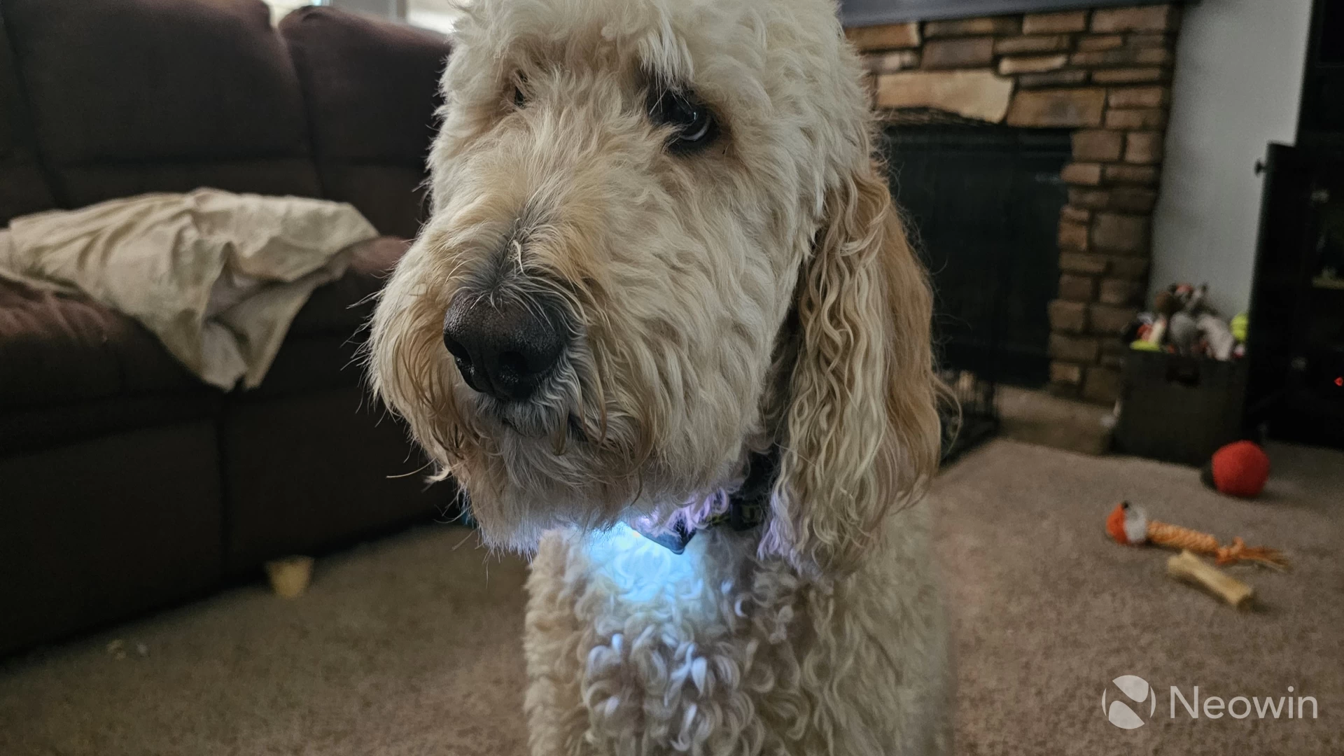 A Goldendoodle wearing the Tractive collar with the LED lights on