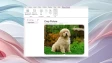 OneNote app running on Windows