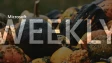 Microsoft Weekly banner