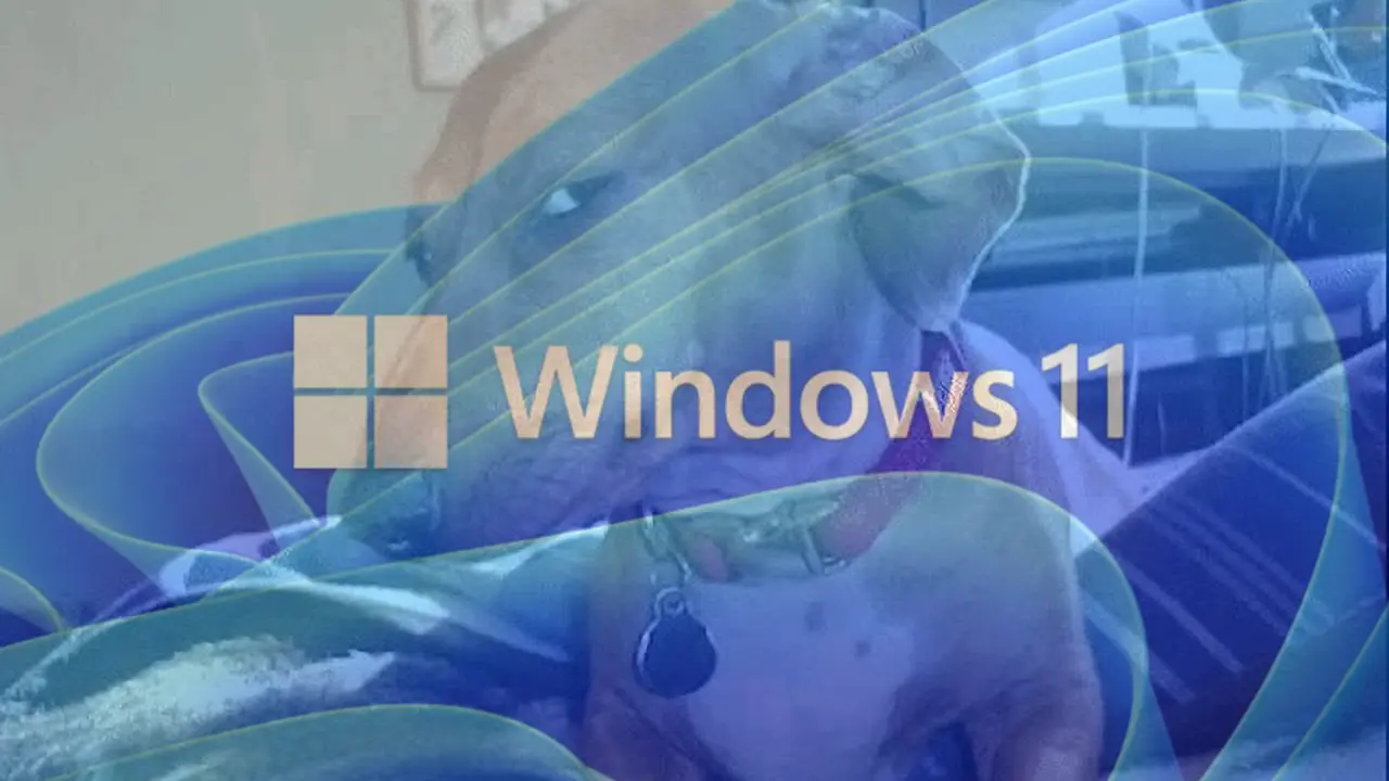 Dog suspicious about Windows 11