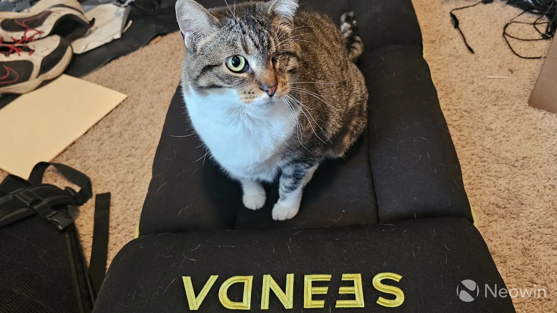 A picture of a one-eyed cat sitting on the Seenda GCP-10A gaming chair that is laying flat on the fl