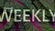 A Microsoft Weekly banner