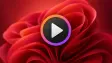 windows media player logo on top of Windows bloom in red tint implying some problem or issue or bug